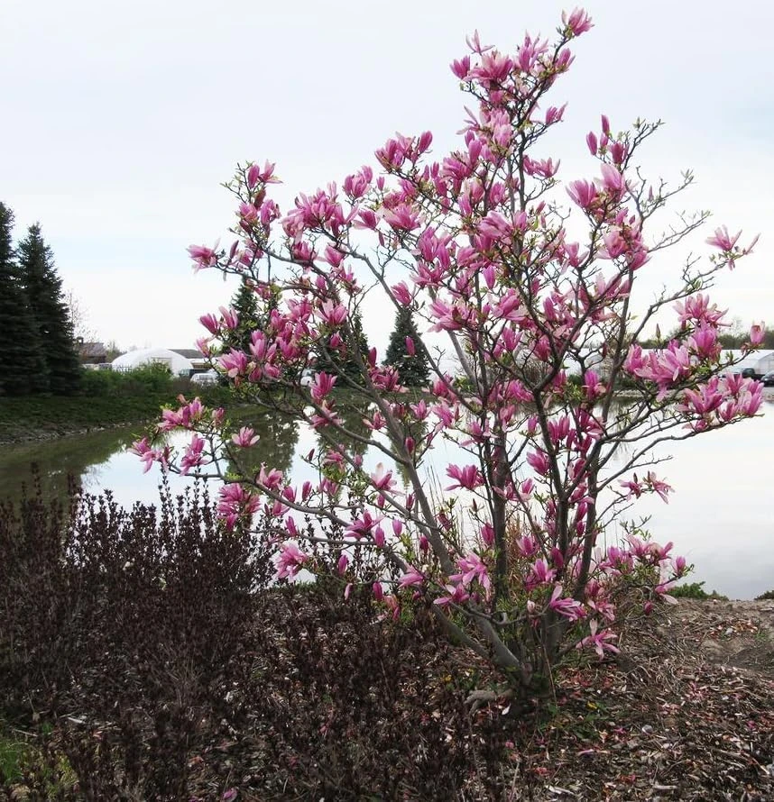 Ann Magnolia Shrub Live Plant 12-18" Tall – Fragrant Purple Blooms – Outdoor Gallon Pot - Image 5