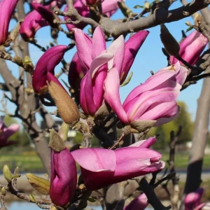 Ann Magnolia Shrub Live Plant 12-18" Tall – Fragrant Purple Blooms – Outdoor Gallon Pot - Image 6