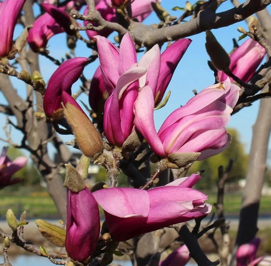 Ann Magnolia Shrub Live Plant 12-18" Tall – Fragrant Purple Blooms – Outdoor Gallon Pot - Image 6