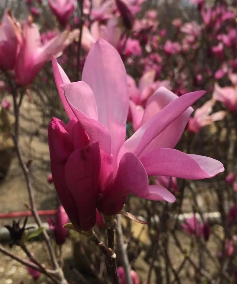 Ann Magnolia Shrub Live Plant 12-18" Tall – Fragrant Purple Blooms – Outdoor Gallon Pot - Image 7