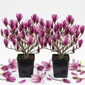 Ann Magnolia Tree Live Plant - Purple-Red Flowers, 6-12" Tall Shrub, 2.5" Pot, Outdoor - Image 2