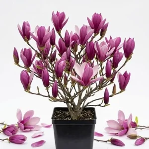 Ann Magnolia Tree Live Plant – Purple Red Flowers, 6-12" Tall, 2.5" Pot – Outdoor Shrub - Image 4