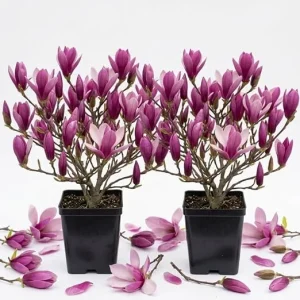 Ann Magnolia Tree Live Plant - Purple-Red Flowers, 6-12" Tall Shrub, 2.5" Pot, Outdoor - Image 5