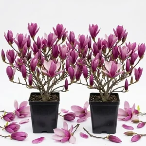 Ann Magnolia Tree Live Plant - Purple-Red Flowers, 6-12" Tall Shrub, 2.5" Pot, Outdoor - Image 6