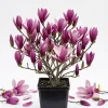 Ann Magnolia Tree Live Plant – Purple Red Flowers, 6-12" Tall, 2.5" Pot – Outdoor Shrub - Image 1