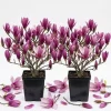 Ann Magnolia Tree Live Plant - Purple-Red Flowers, 6-12" Tall Shrub, 2.5" Pot, Outdoor - Image 1