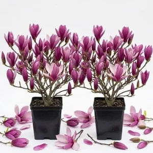 Ann Magnolia Tree Live Plant - Purple-Red Flowers, 6-12" Tall Shrub, 2.5" Pot, Outdoor - Image 1