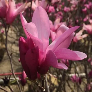 Ann Magnolia Tree Live Plant – Purple Red Flowers Shrub – 1-2 ft Tall in Gallon Pot – Outdoor - Image 7