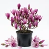 Ann Magnolia Tree Live Plant – Purple Red Flowers Shrub – 1-2 ft Tall in Gallon Pot – Outdoor - Image 1