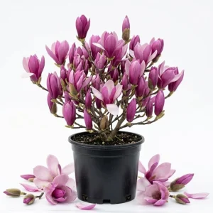 Ann Magnolia Tree Live Plant – Purple Red Flowers Shrub – 1-2 ft Tall in Gallon Pot – Outdoor - Image 1