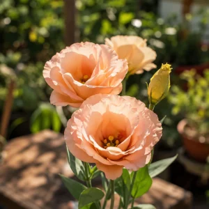 Apricot Lisianthus Seeds - Eustoma grandiflorum - 20 Seeds - Double Rose-Like Blooms - Cut Flower - Image 10