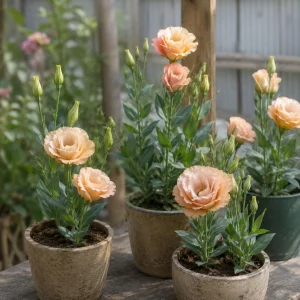 Apricot Lisianthus Seeds - Eustoma grandiflorum - 20 Seeds - Double Rose-Like Blooms - Cut Flower - Image 2
