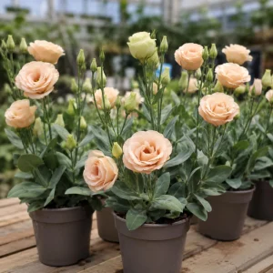 Apricot Lisianthus Seeds - Eustoma grandiflorum - 20 Seeds - Double Rose-Like Blooms - Cut Flower - Image 3