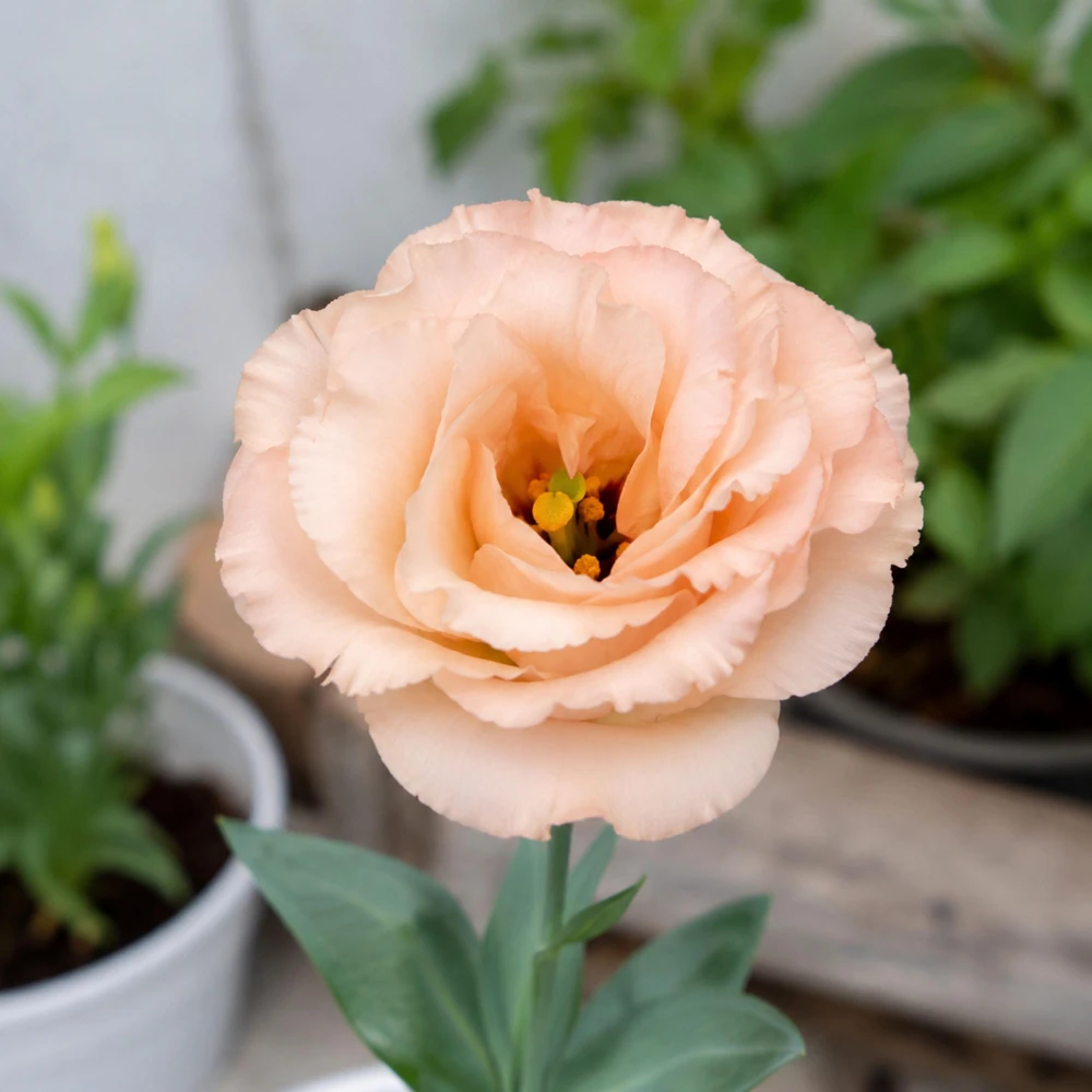 Apricot Lisianthus Seeds - Eustoma grandiflorum - 20 Seeds - Double Rose-Like Blooms - Cut Flower - Image 5