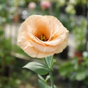 Apricot Lisianthus Seeds - Eustoma grandiflorum - 20 Seeds - Double Rose-Like Blooms - Cut Flower - Image 9