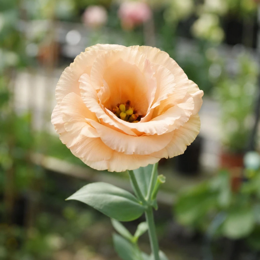 Apricot Lisianthus Seeds - Eustoma grandiflorum - 20 Seeds - Double Rose-Like Blooms - Cut Flower - Image 9