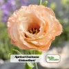 Apricot Lisianthus Seeds - Eustoma grandiflorum - 20 Seeds - Double Rose-Like Blooms - Cut Flower - Image 1