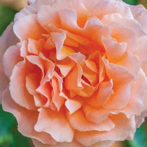 Apricot Polka Climbing Rose Seeds - Perennial Flower Seeds - 30 Seed Pack - Image 10