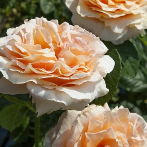 Apricot Polka Climbing Rose Seeds - Perennial Flower Seeds - 30 Seed Pack - Image 11