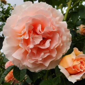 Apricot Polka Climbing Rose Seeds - Perennial Flower Seeds - 30 Seed Pack - Image 12