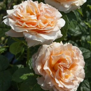 Apricot Polka Climbing Rose Seeds - Perennial Flower Seeds - 30 Seed Pack - Image 13