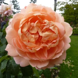 Apricot Polka Climbing Rose Seeds - Perennial Flower Seeds - 30 Seed Pack - Image 14