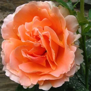Apricot Polka Climbing Rose Seeds - Perennial Flower Seeds - 30 Seed Pack - Image 15