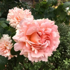 Apricot Polka Climbing Rose Seeds - Perennial Flower Seeds - 30 Seed Pack - Image 2