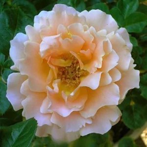 Apricot Polka Climbing Rose Seeds - Perennial Flower Seeds - 30 Seed Pack - Image 3