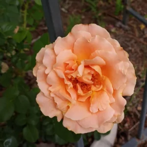 Apricot Polka Climbing Rose Seeds - Perennial Flower Seeds - 30 Seed Pack - Image 4