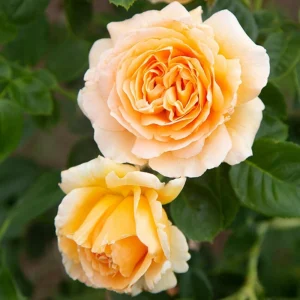 Apricot Polka Climbing Rose Seeds - Perennial Flower Seeds - 30 Seed Pack - Image 5