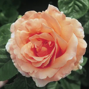 Apricot Polka Climbing Rose Seeds - Perennial Flower Seeds - 30 Seed Pack - Image 6