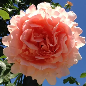 Apricot Polka Climbing Rose Seeds - Perennial Flower Seeds - 30 Seed Pack - Image 7