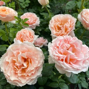 Apricot Polka Climbing Rose Seeds - Perennial Flower Seeds - 30 Seed Pack - Image 9