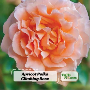 Apricot Polka Climbing Rose Seeds - Perennial Flower Seeds - 30 Seed Pack - Image 1