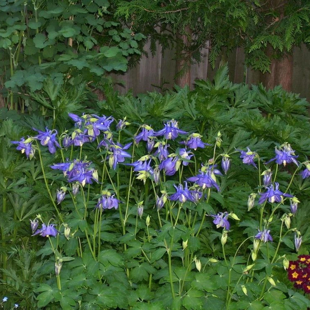Aquilegia Alpine Columbine Seeds - Cold Hardy Perennial Flower - 25 Seeds - Image 10