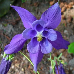 Aquilegia Alpine Columbine Seeds - Cold Hardy Perennial Flower - 25 Seeds - Image 11