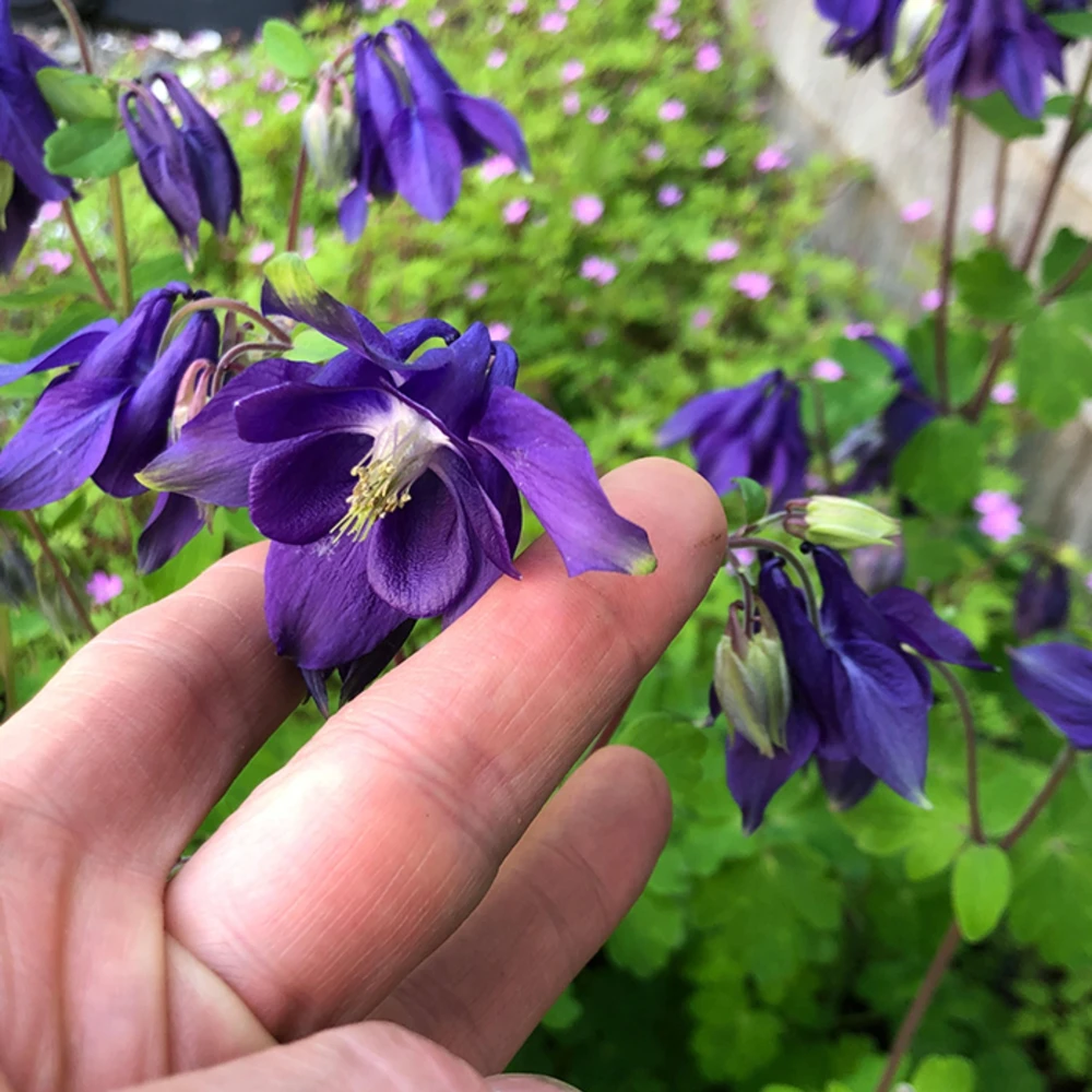 Aquilegia Alpine Columbine Seeds - Cold Hardy Perennial Flower - 25 Seeds - Image 12