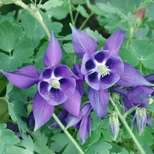 Aquilegia Alpine Columbine Seeds - Cold Hardy Perennial Flower - 25 Seeds - Image 13