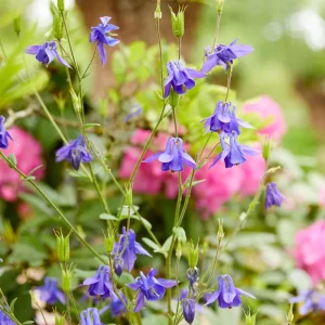 Aquilegia Alpine Columbine Seeds - Cold Hardy Perennial Flower - 25 Seeds - Image 14