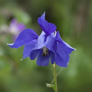 Aquilegia Alpine Columbine Seeds - Cold Hardy Perennial Flower - 25 Seeds - Image 15