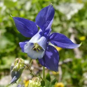 Aquilegia Alpine Columbine Seeds - Cold Hardy Perennial Flower - 25 Seeds - Image 16