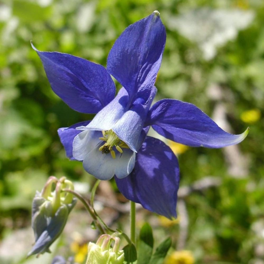Aquilegia Alpine Columbine Seeds - Cold Hardy Perennial Flower - 25 Seeds - Image 16