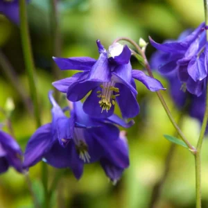 Aquilegia Alpine Columbine Seeds - Cold Hardy Perennial Flower - 25 Seeds - Image 17