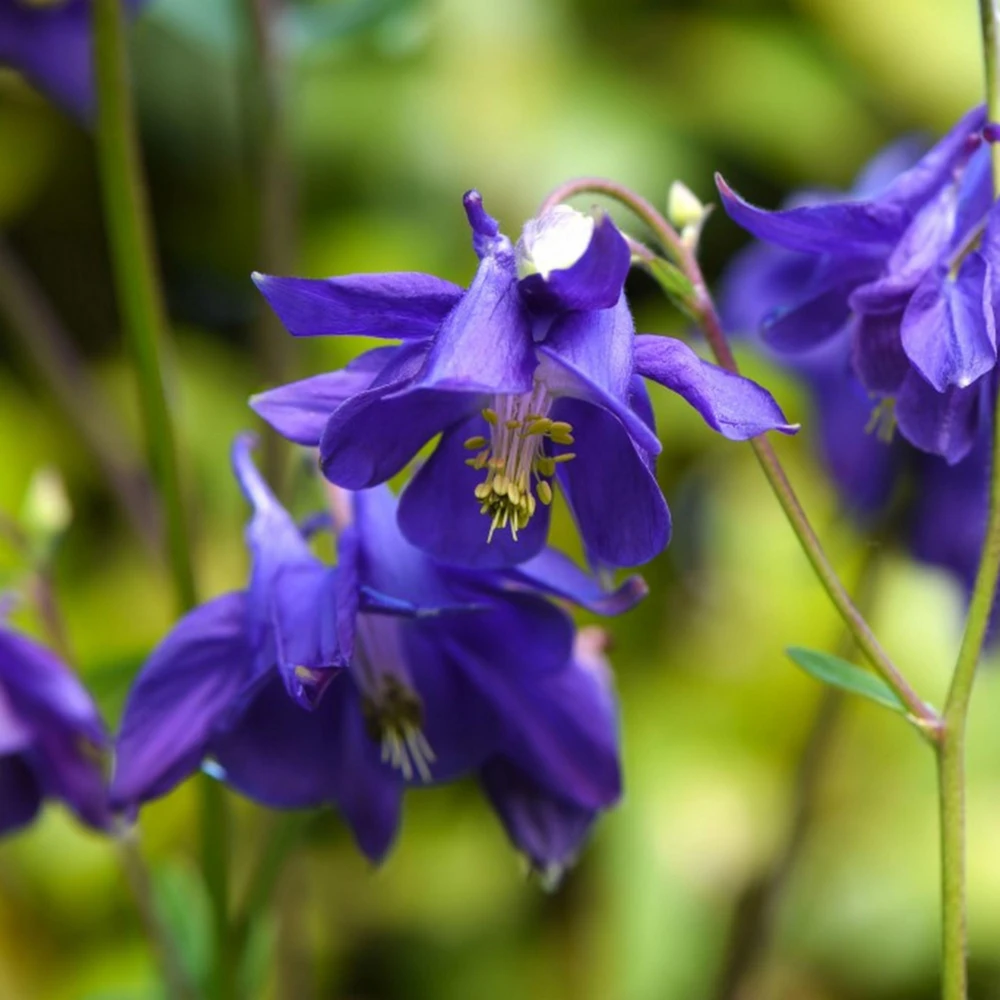 Aquilegia Alpine Columbine Seeds - Cold Hardy Perennial Flower - 25 Seeds - Image 17
