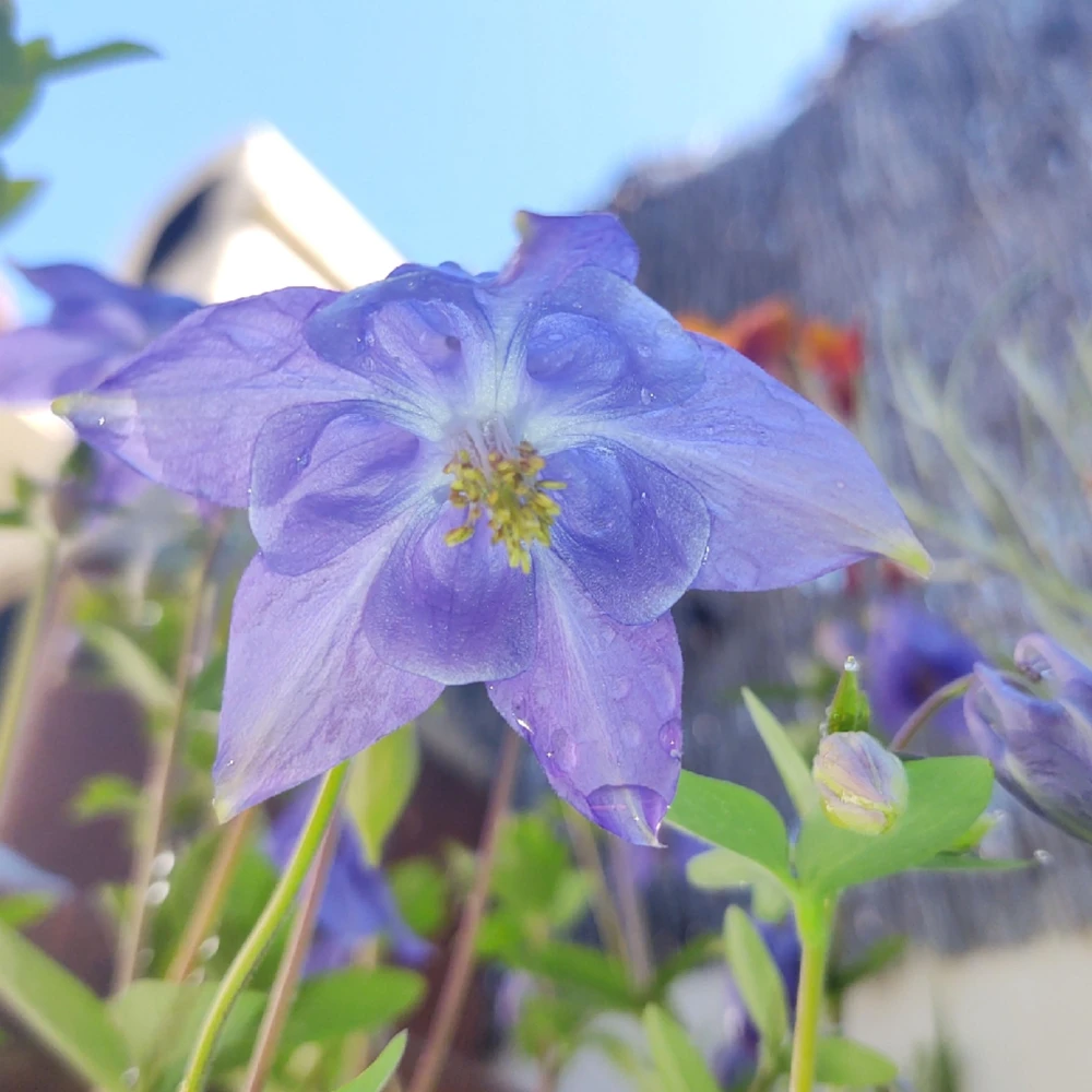 Aquilegia Alpine Columbine Seeds - Cold Hardy Perennial Flower - 25 Seeds - Image 18