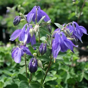 Aquilegia Alpine Columbine Seeds - Cold Hardy Perennial Flower - 25 Seeds - Image 2