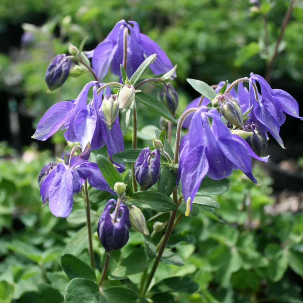 Aquilegia Alpine Columbine Seeds - Cold Hardy Perennial Flower - 25 Seeds - Image 2