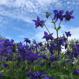 Aquilegia Alpine Columbine Seeds - Cold Hardy Perennial Flower - 25 Seeds - Image 3