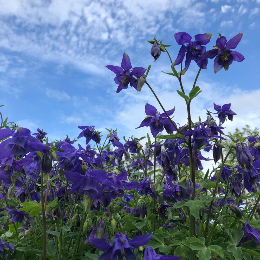 Aquilegia Alpine Columbine Seeds - Cold Hardy Perennial Flower - 25 Seeds - Image 3